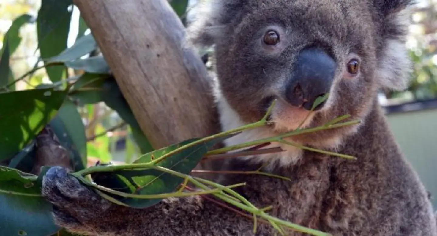 Lovelorn koala nabbed after zoo escape in hunt for mate Lovelorn koala nabbed after zoo escape in hunt for mate