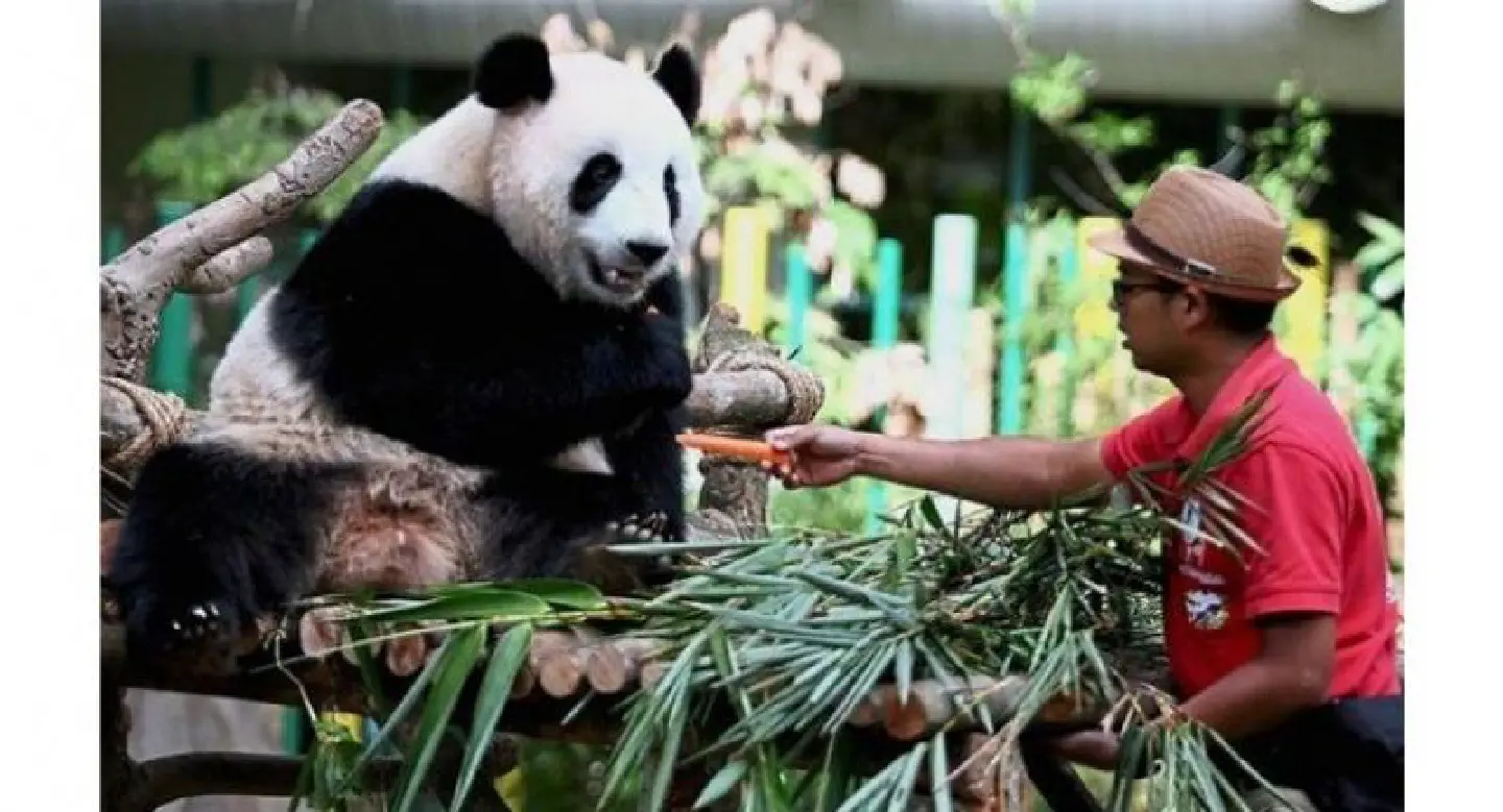 Nuan Nuan - born in Malaysia, going home to China Nuan Nuan - born in Malaysia, going home to China