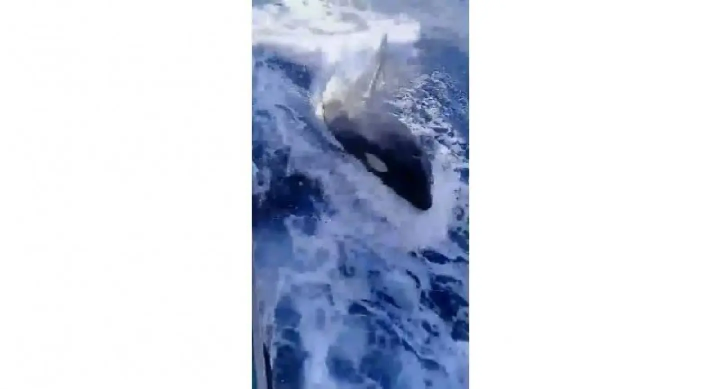 Orca Whale spotted in the seas off Phuket Orca Whale spotted in the seas off Phuket