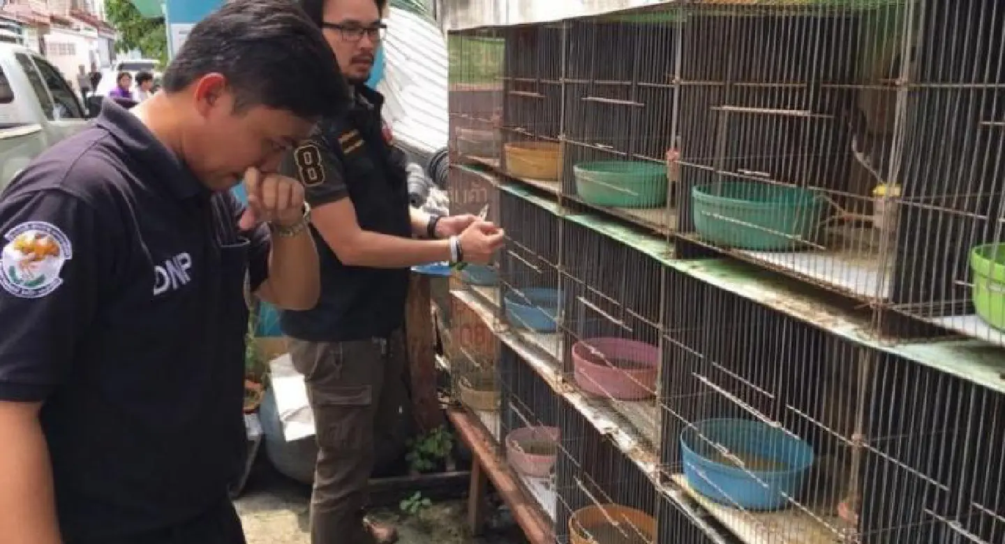 Wildlife taskforce seizes 50 protected birds from Don Mueang business owner Wildlife taskforce seizes 50 protected birds from Don Mueang business owner