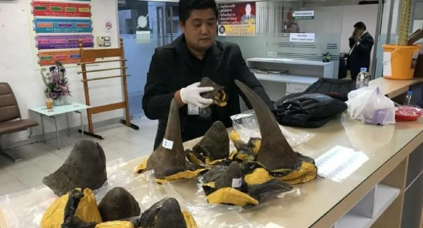 Two Chinese suspects arrested with Bt10m worth of rhino horns Two Chinese suspects arrested with Bt10m worth of rhino horns