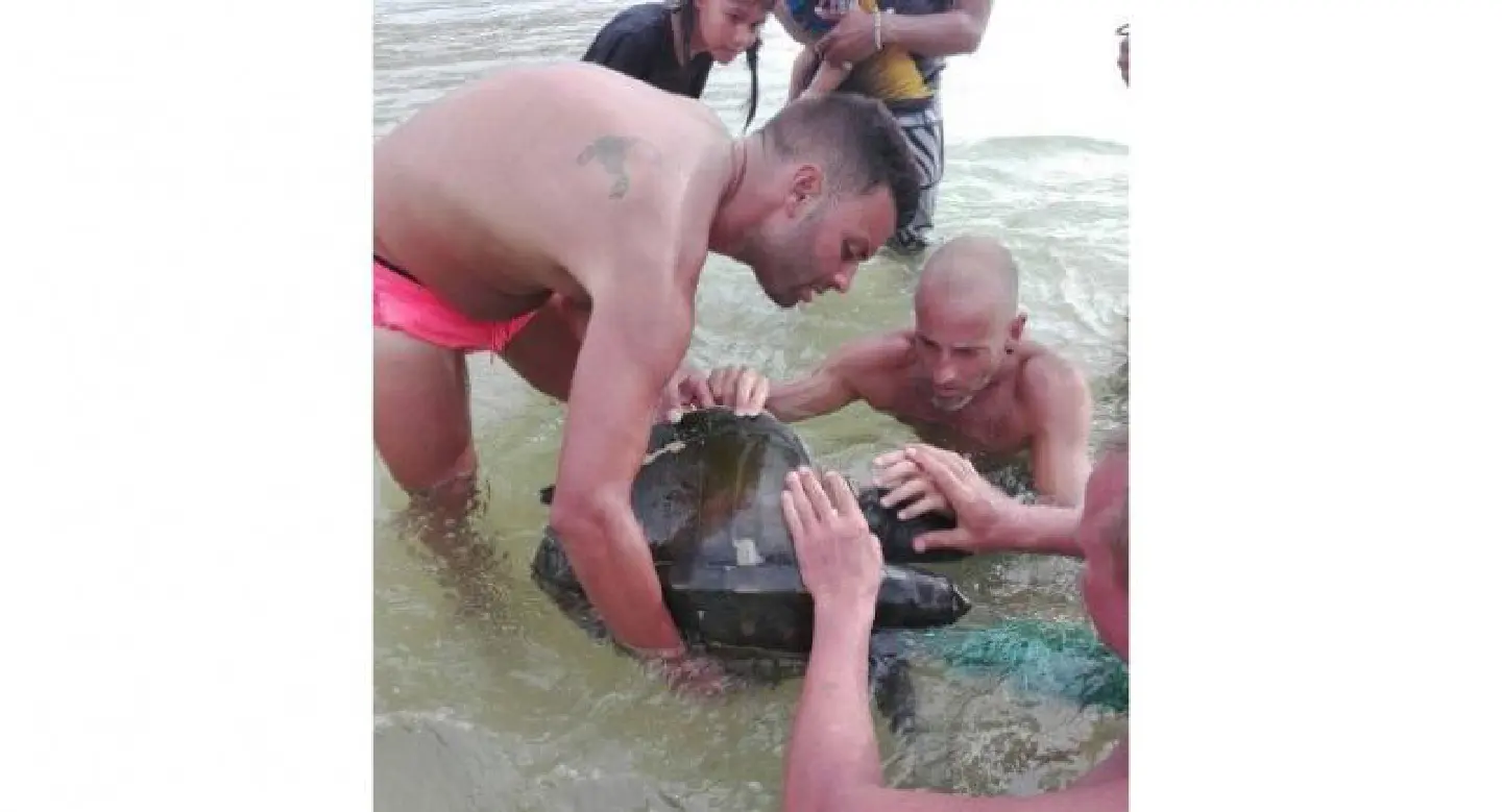 Injured turtle found at Nai Harn Beach Injured turtle found at Nai Harn Beach