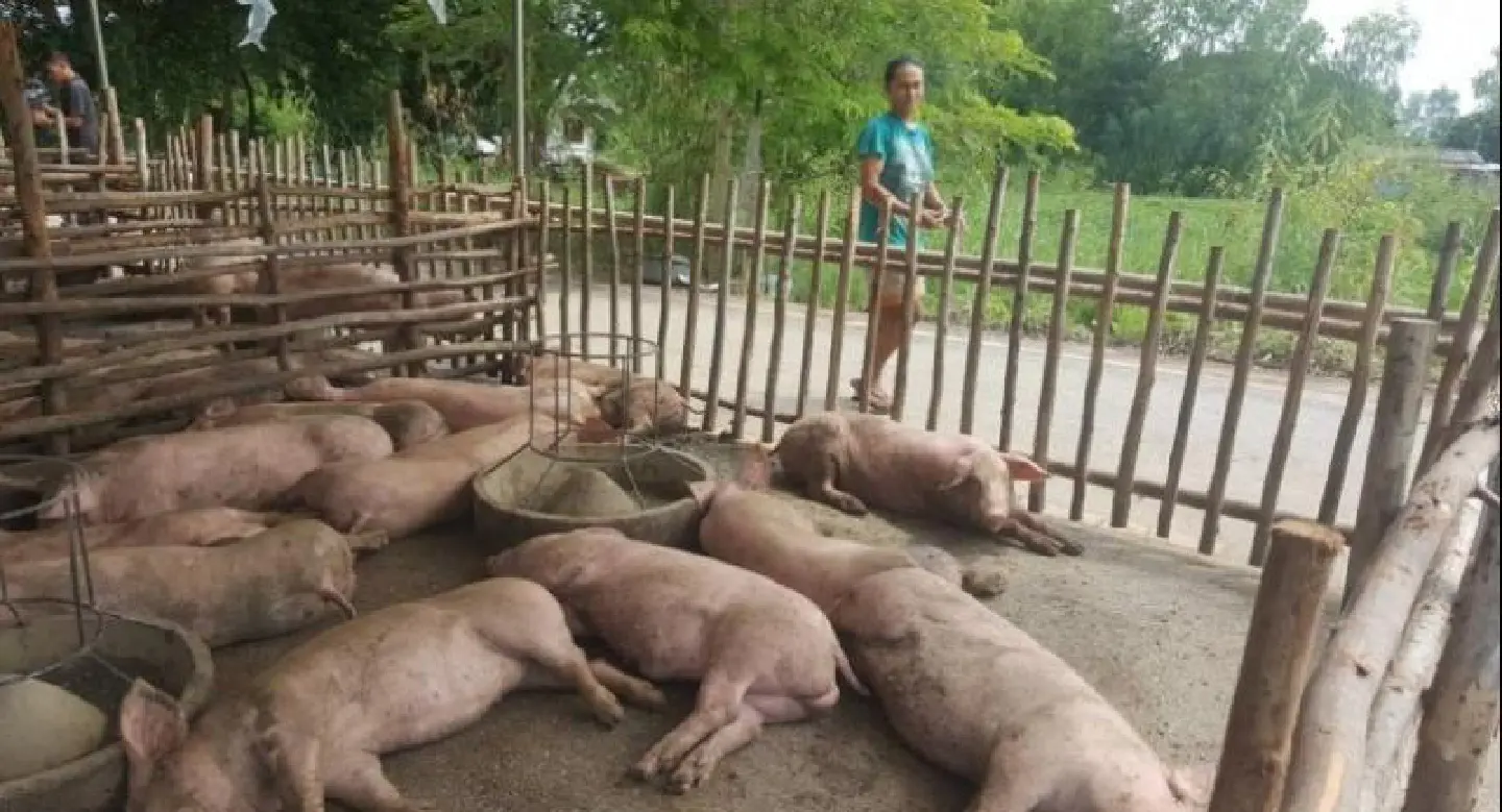 Pigs relocate to dry roads as Phichit farms inundated Pigs relocate to dry roads as Phichit farms inundated