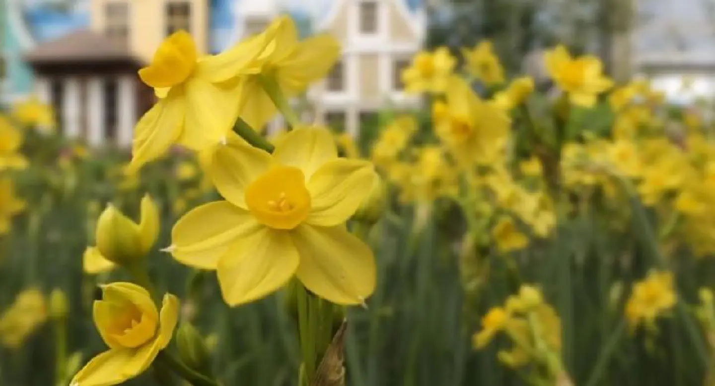 A host of golden daffodils A host of golden daffodils
