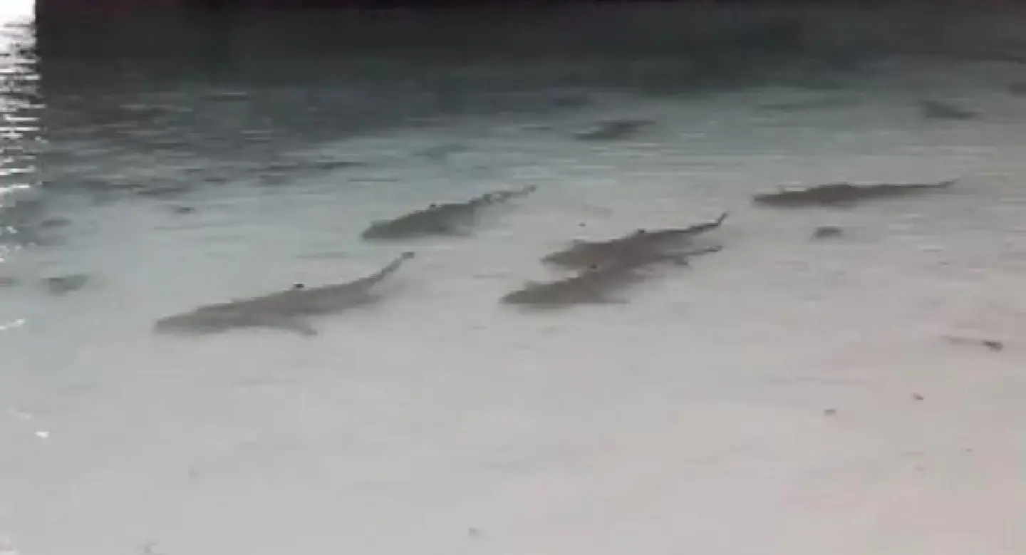 Sharks spotted off Koh Hong Sharks spotted off Koh Hong