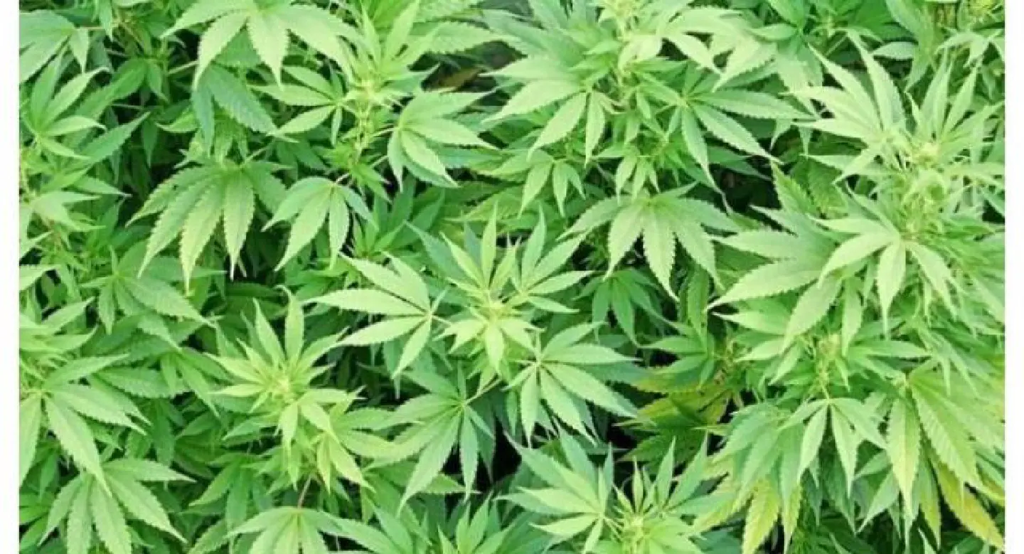 Marijuana piling up in Satun police custody Marijuana piling up in Satun police custody