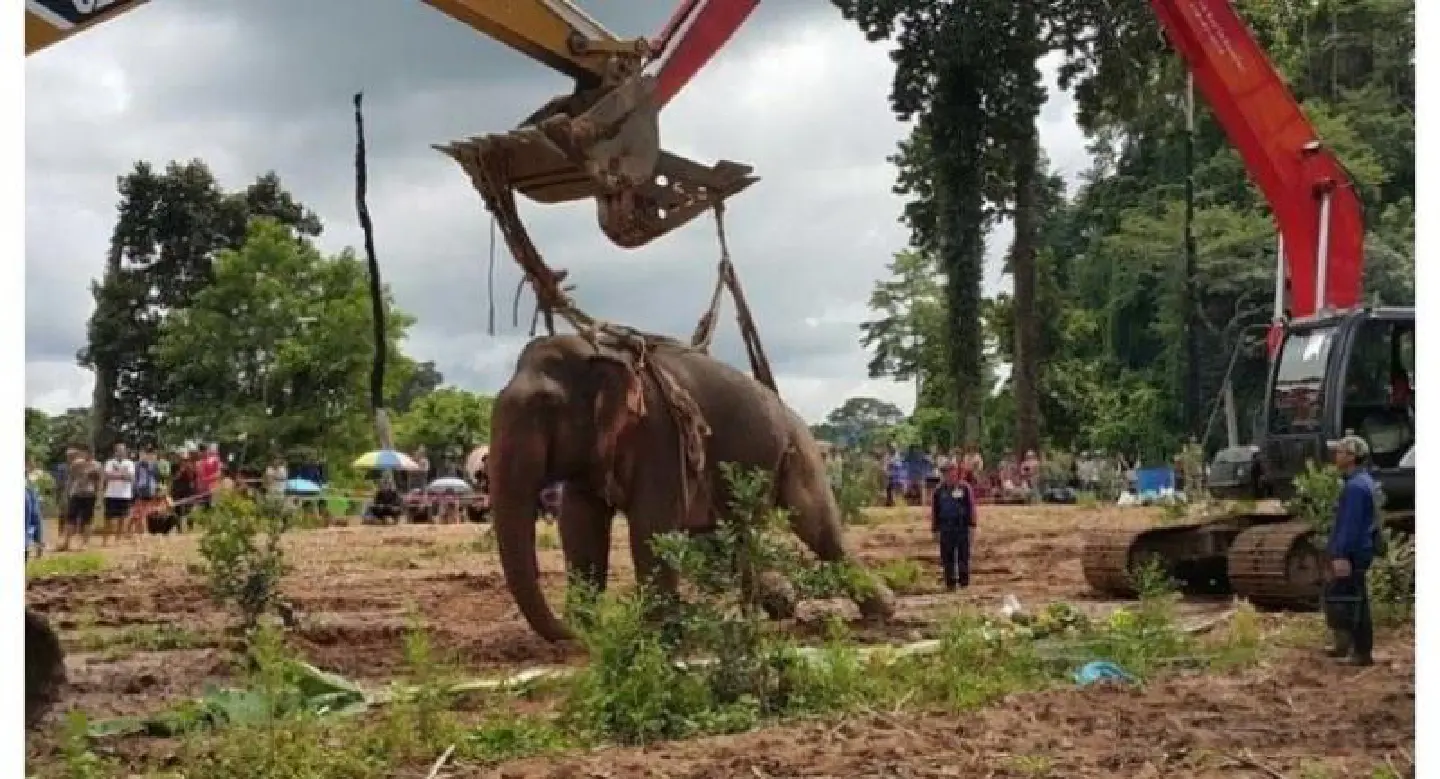 Rescued elephant’s chance of survival is slim Rescued elephant’s chance of survival is slim