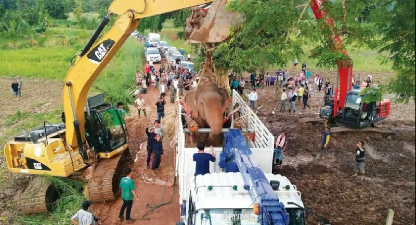 Elephant ‘Tara’ rescued from canal has 50-50 chance of survival Elephant ‘Tara’ rescued from canal has 50-50 chance of survival