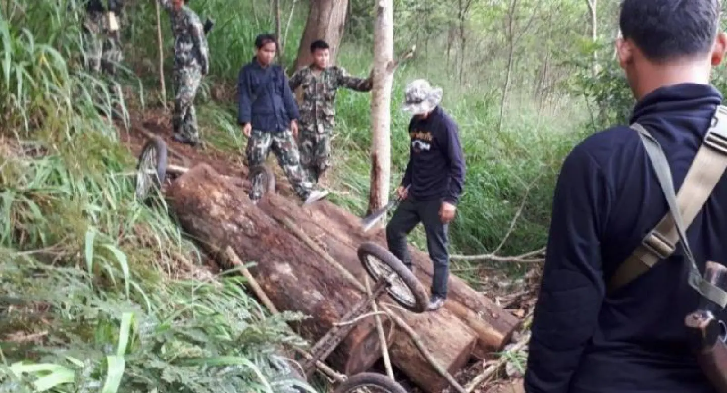Three arrested, four Phayung logs seized in Nakhon Ratchasima crackdown Three arrested, four Phayung logs seized in Nakhon Ratchasima crackdown