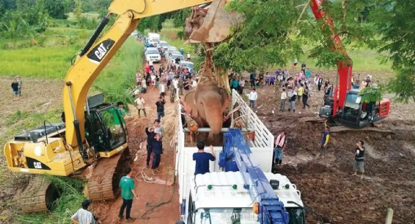‘Heartbroken’ vets report ‘Chompu’ the elephant’s death