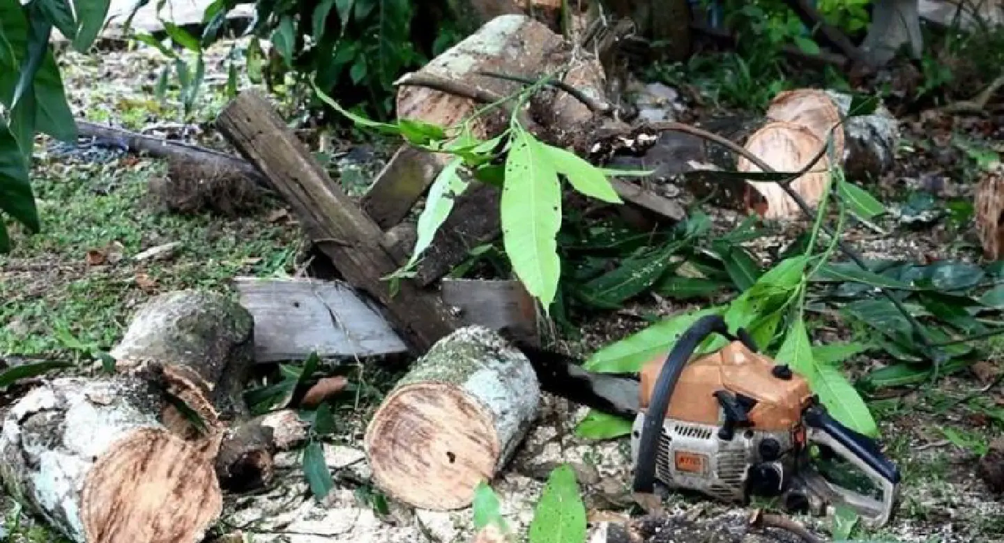 Chiang Rai woman dies in apparent chainsaw accident