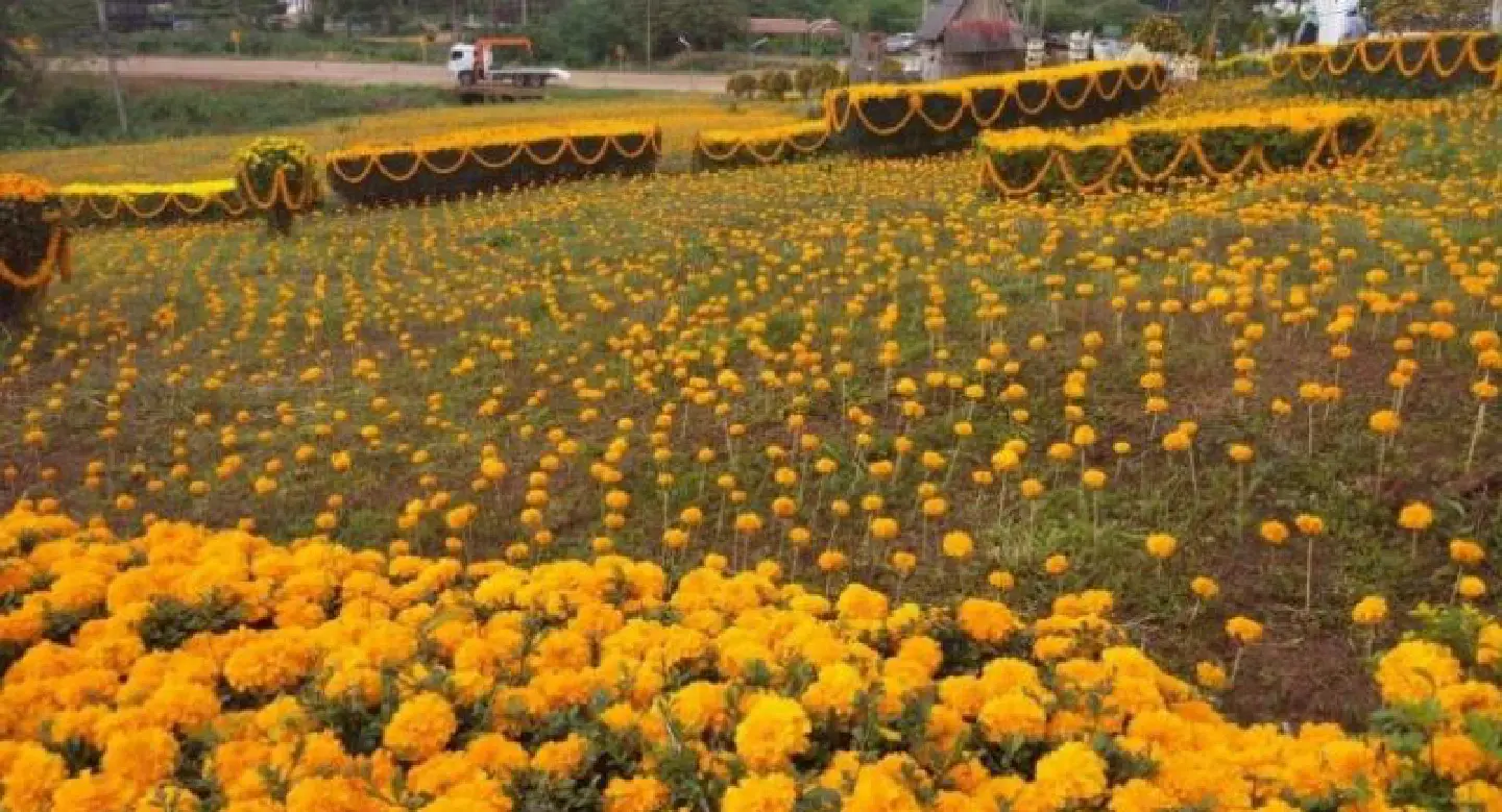 Tak residents pay respects with marigolds Tak residents pay respects with marigolds