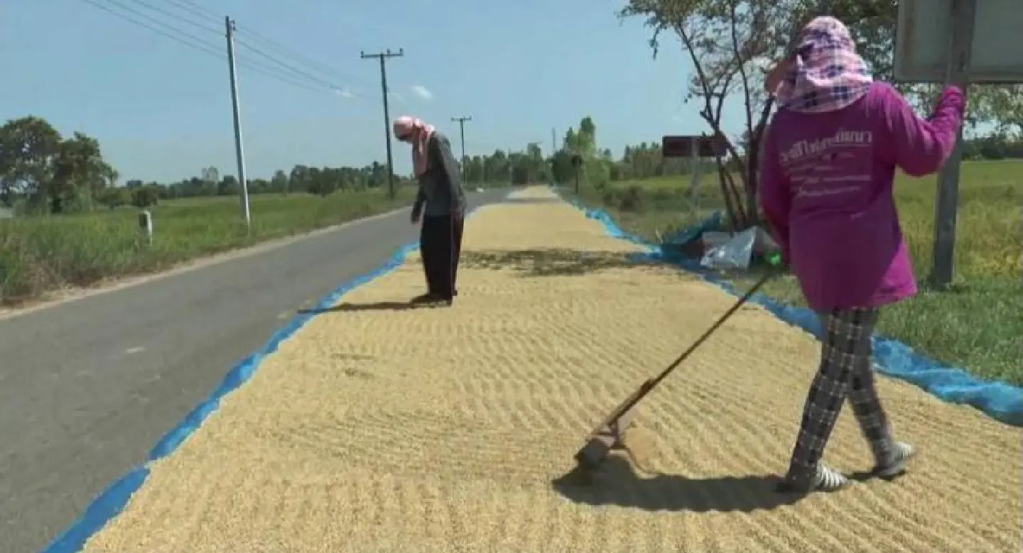 Buri Ram farmers sun-dry salvaged rice grains Buri Ram farmers sun-dry salvaged rice grains