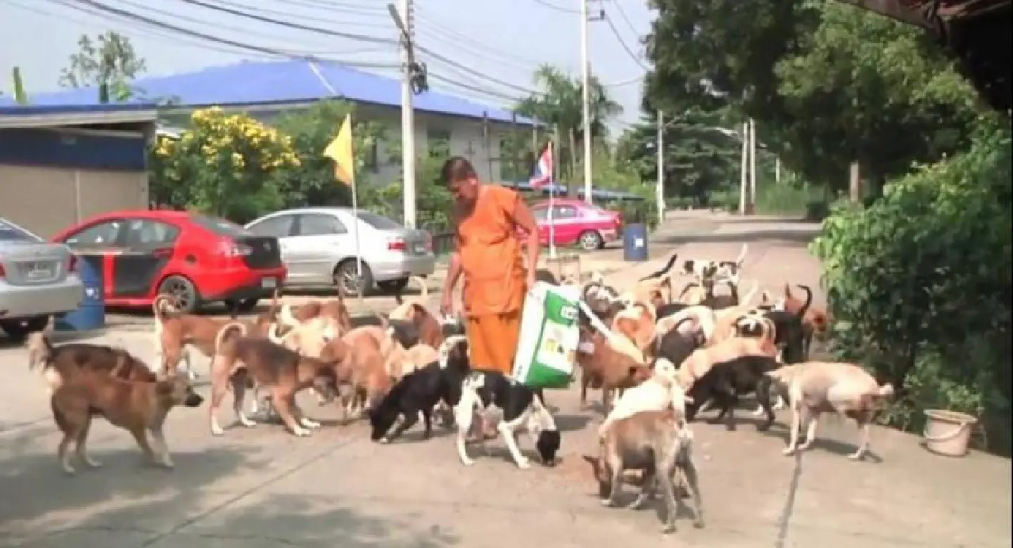 Monks appeal for food for stray dogs at flooded temple Monks appeal for food for stray dogs at flooded temple