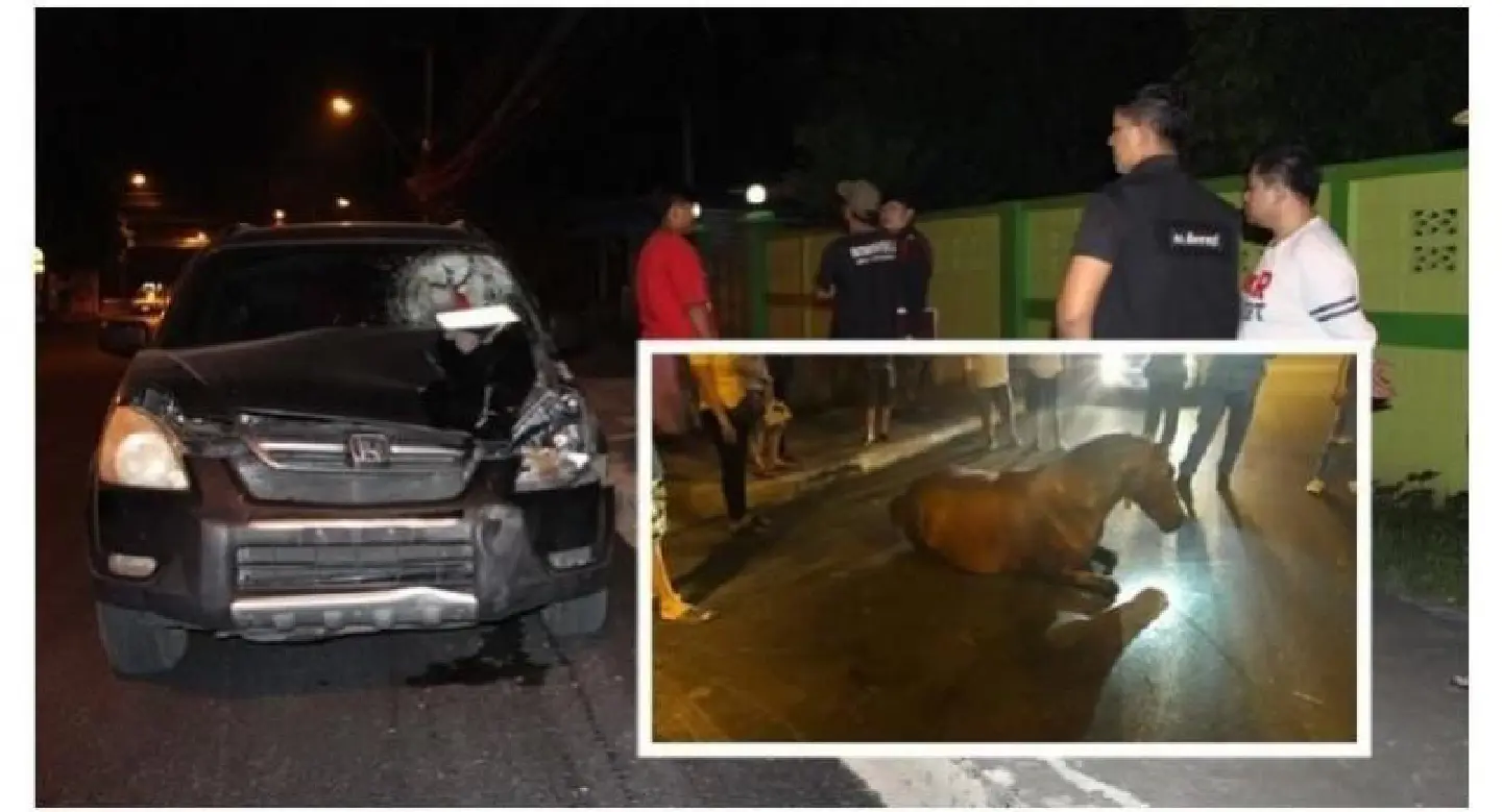 Loose horse severely injured in road-crash with car Loose horse severely injured in road-crash with car