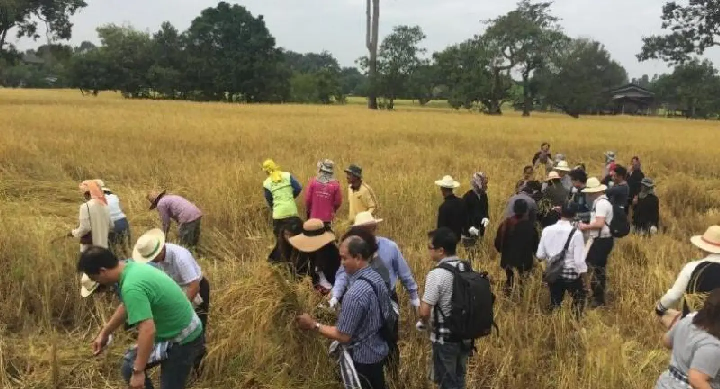‘Find right markets’ before hiking organic rice output ‘Find right markets’ before hiking organic rice output