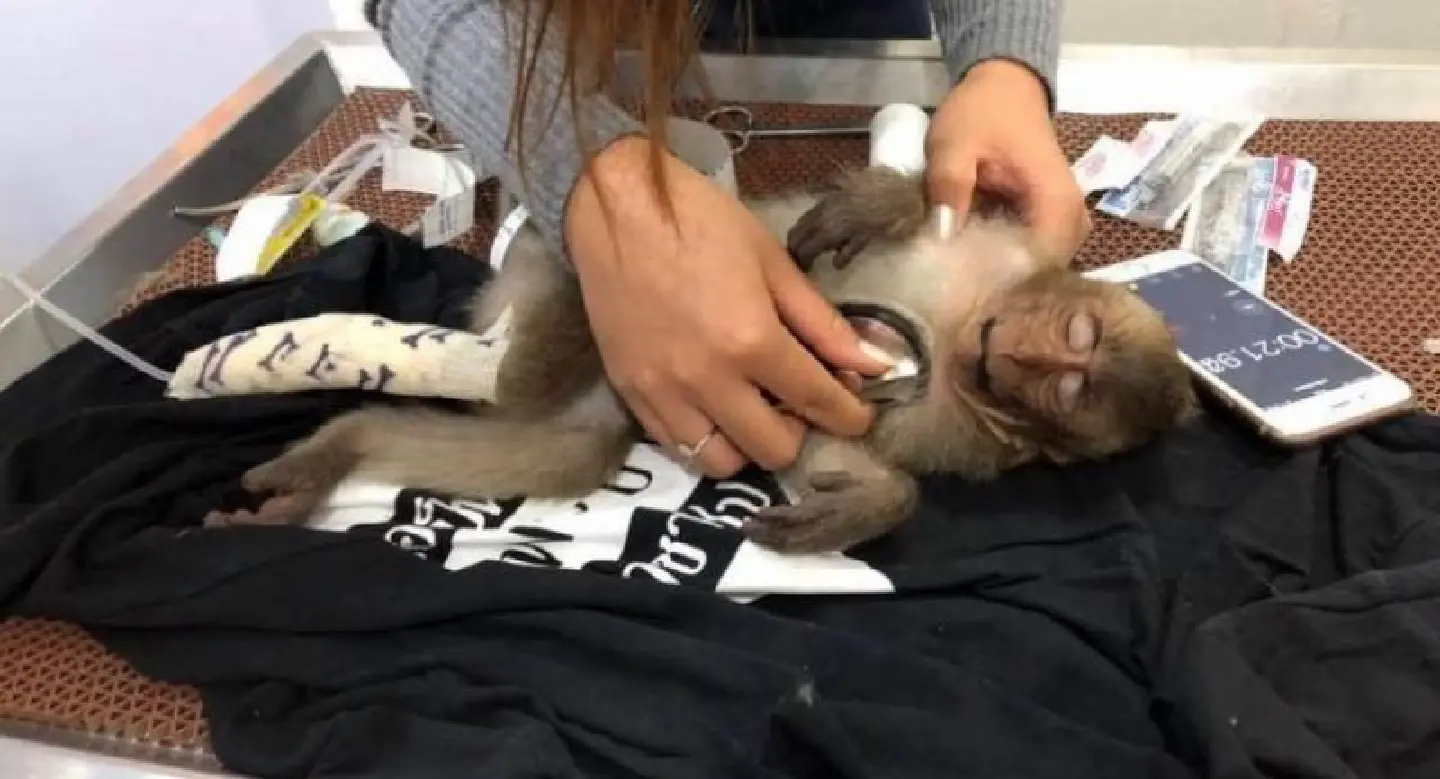 Juvenile macaque passes out after stolen coffee binge Juvenile macaque passes out after stolen coffee binge