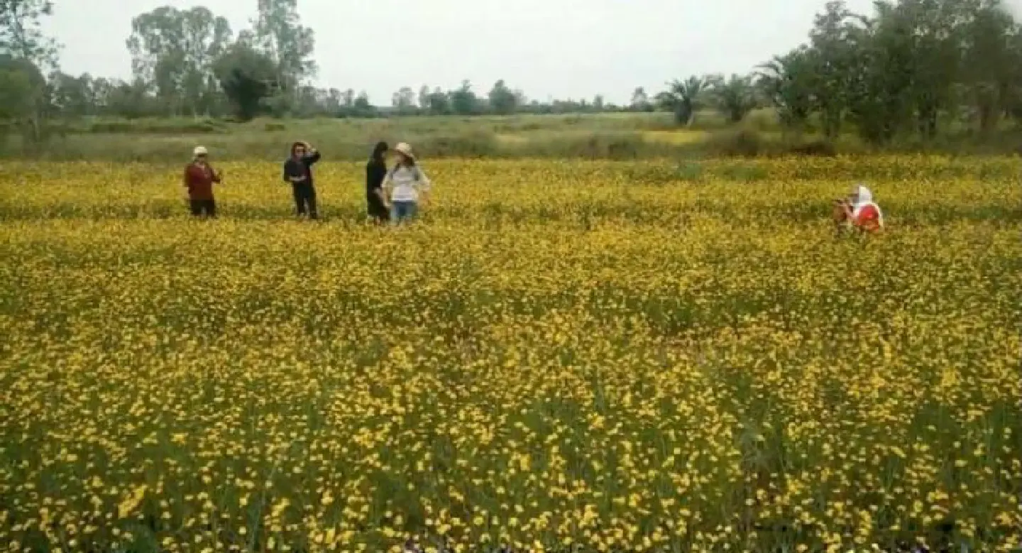 Field of yellow-eyed grass in Bueng Kan draws hundreds of tourists Field of yellow-eyed grass in Bueng Kan draws hundreds of tourists