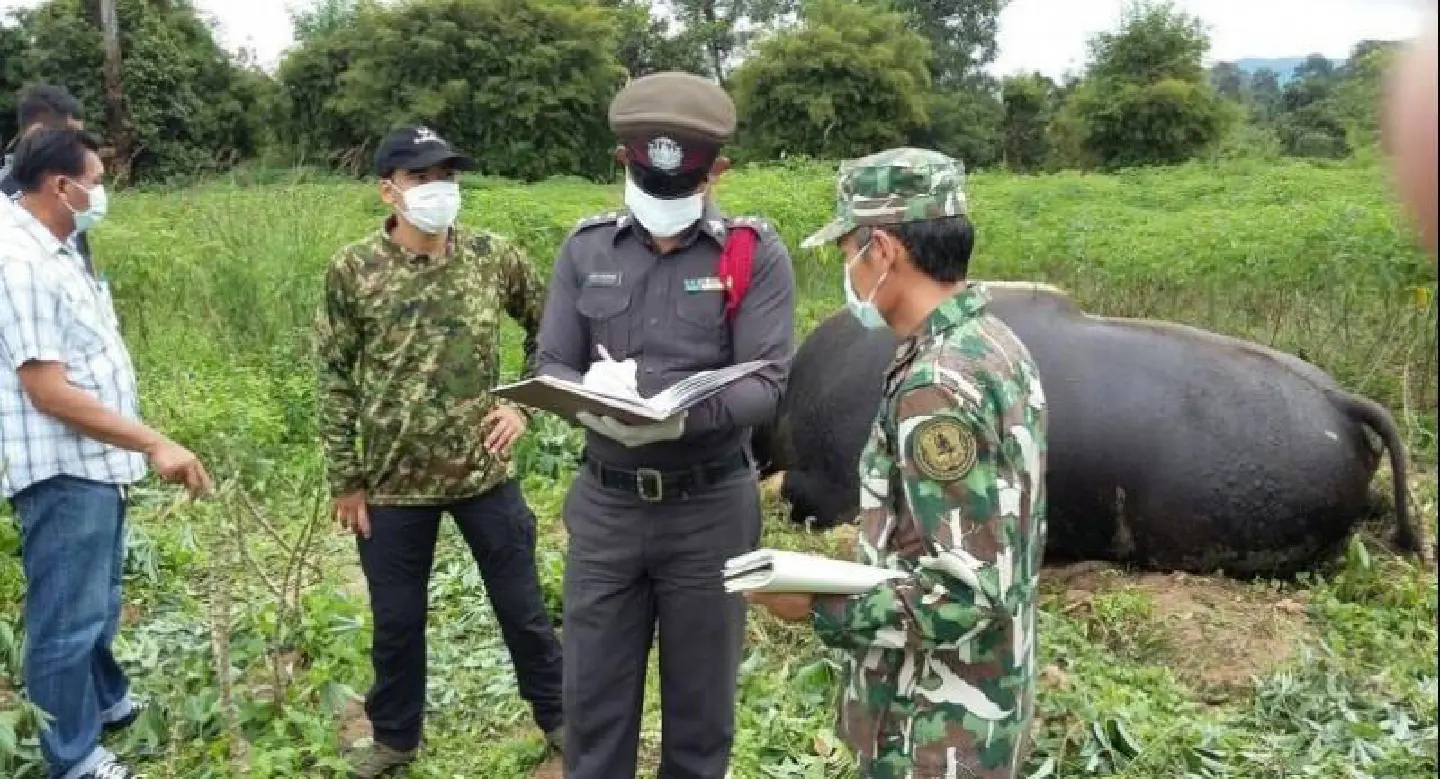 Group urges solution to killing of gaurs by humans Group urges solution to killing of gaurs by humans