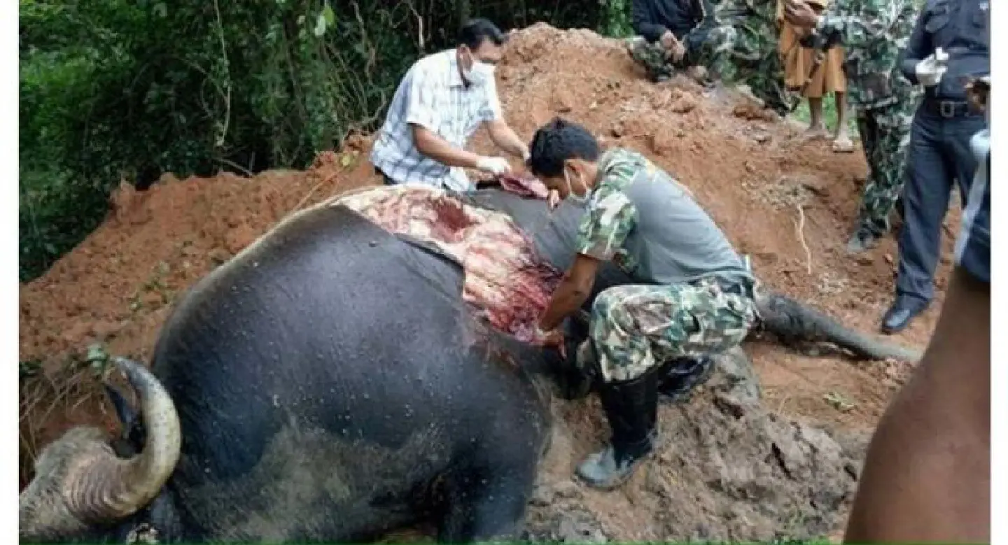 Police investigating farmers for death of wild gaur near park