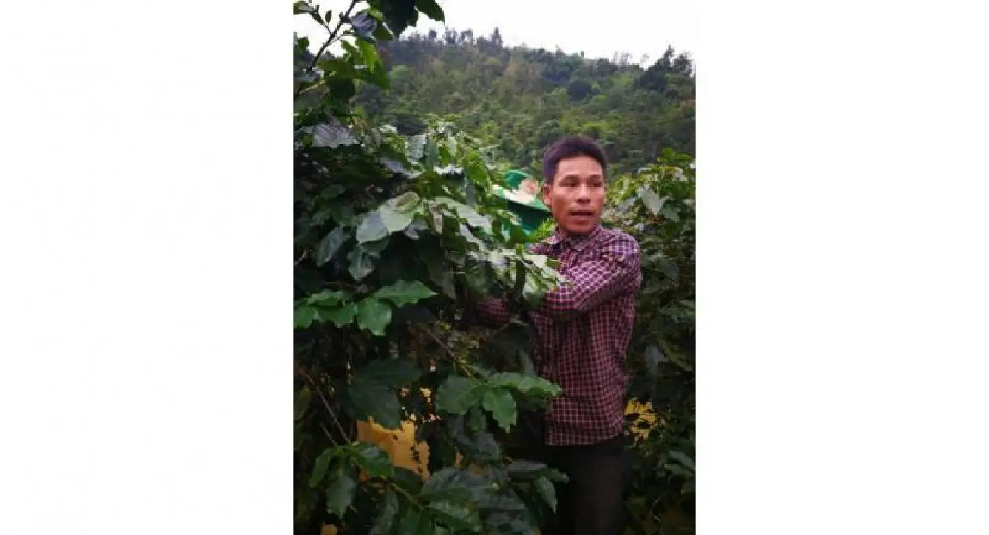 Mekong Institute transforms the lives of coffee growers Mekong Institute transforms the lives of coffee growers
