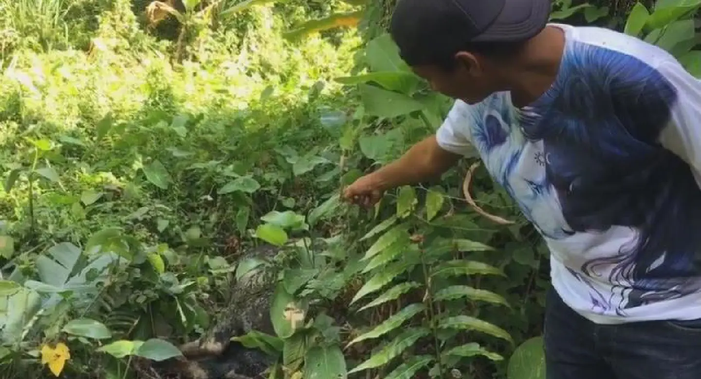 Vets reveal wild gaurs’ cause of death Vets reveal wild gaurs’ cause of death