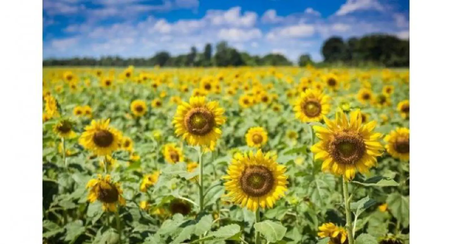Sunflowers get into bloom in Central Thailand