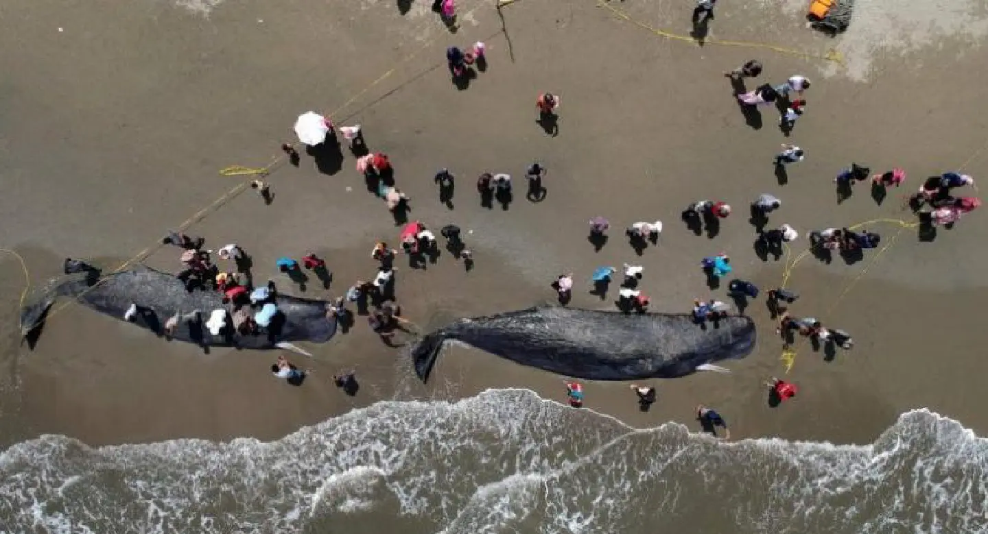 Four sperm whales die in Indonesia beach rescue Four sperm whales die in Indonesia beach rescue