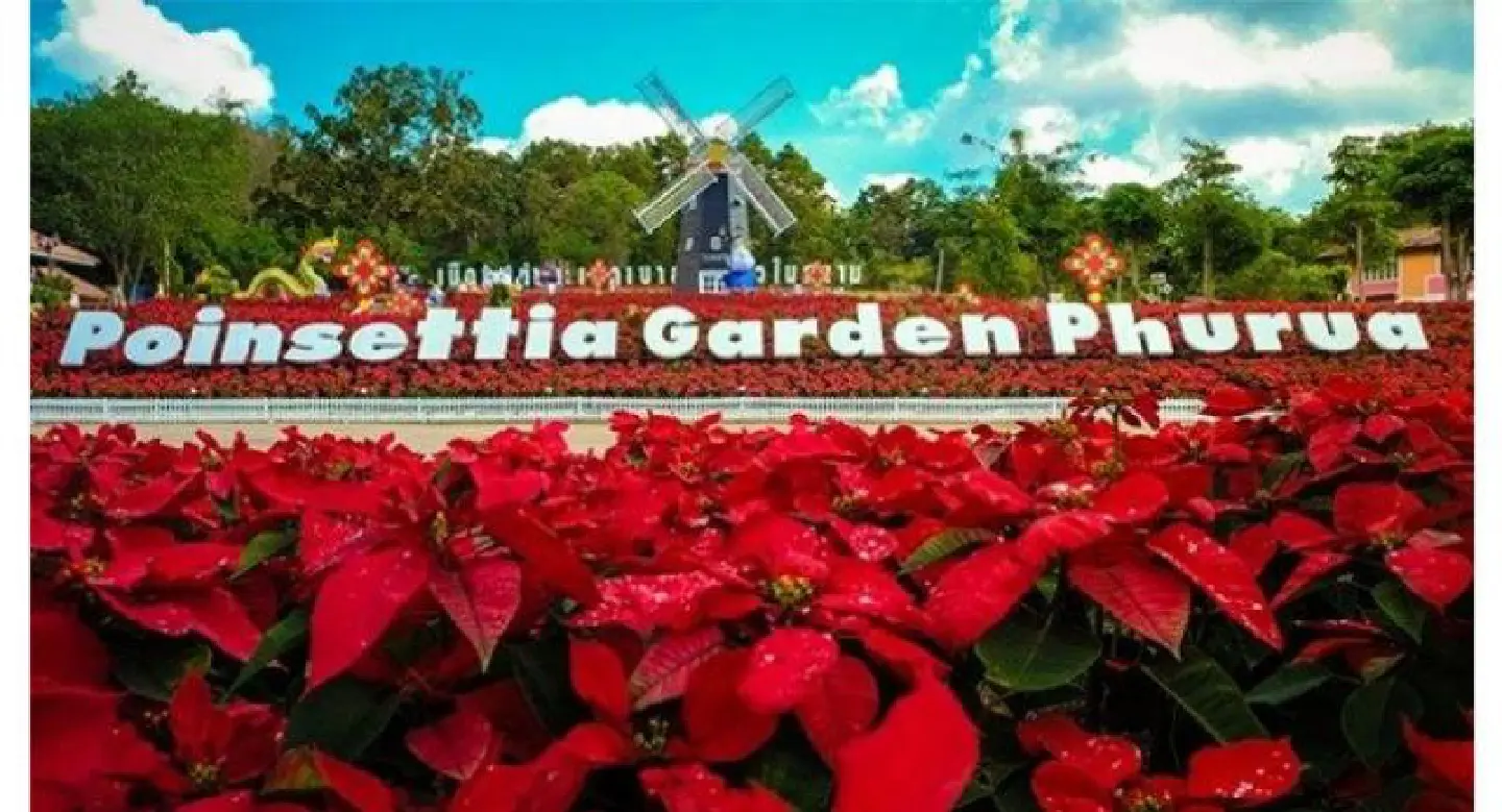 A sea of scarlet at Loei's Poinsettia Festival