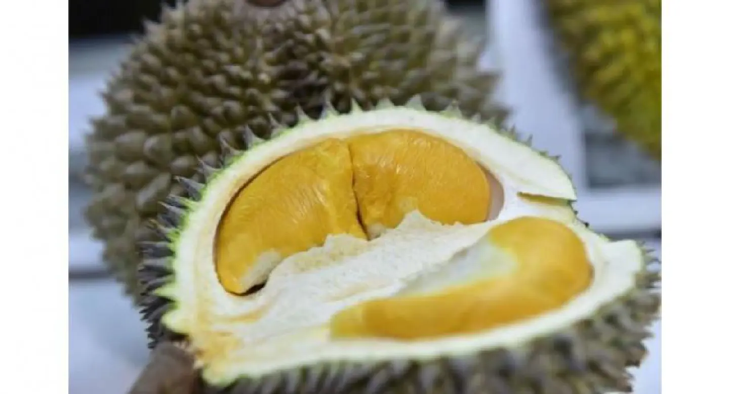 Malaysian govt to study aphrodisiac claims of durians