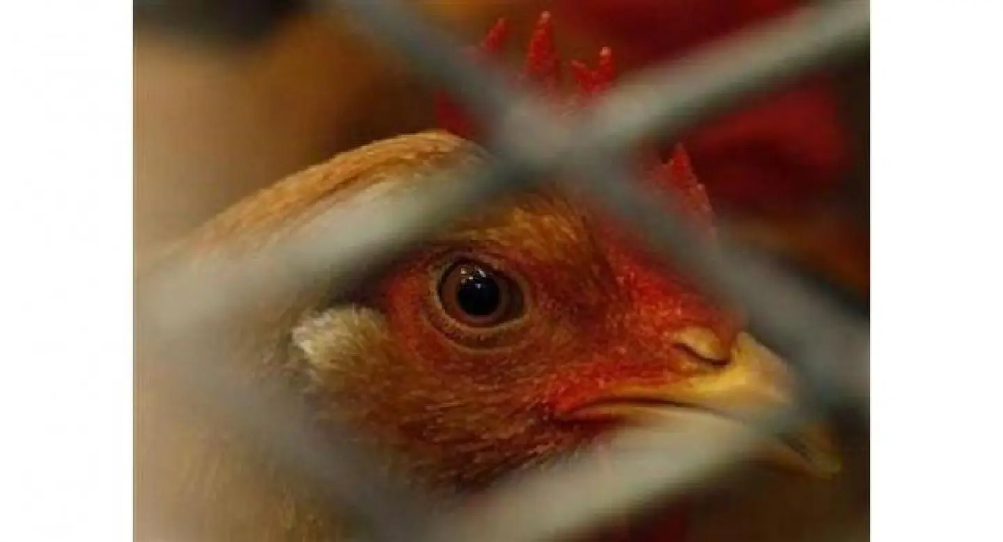 Chickens killed as pickup rolls over in Lampang Chickens killed as pickup rolls over in Lampang
