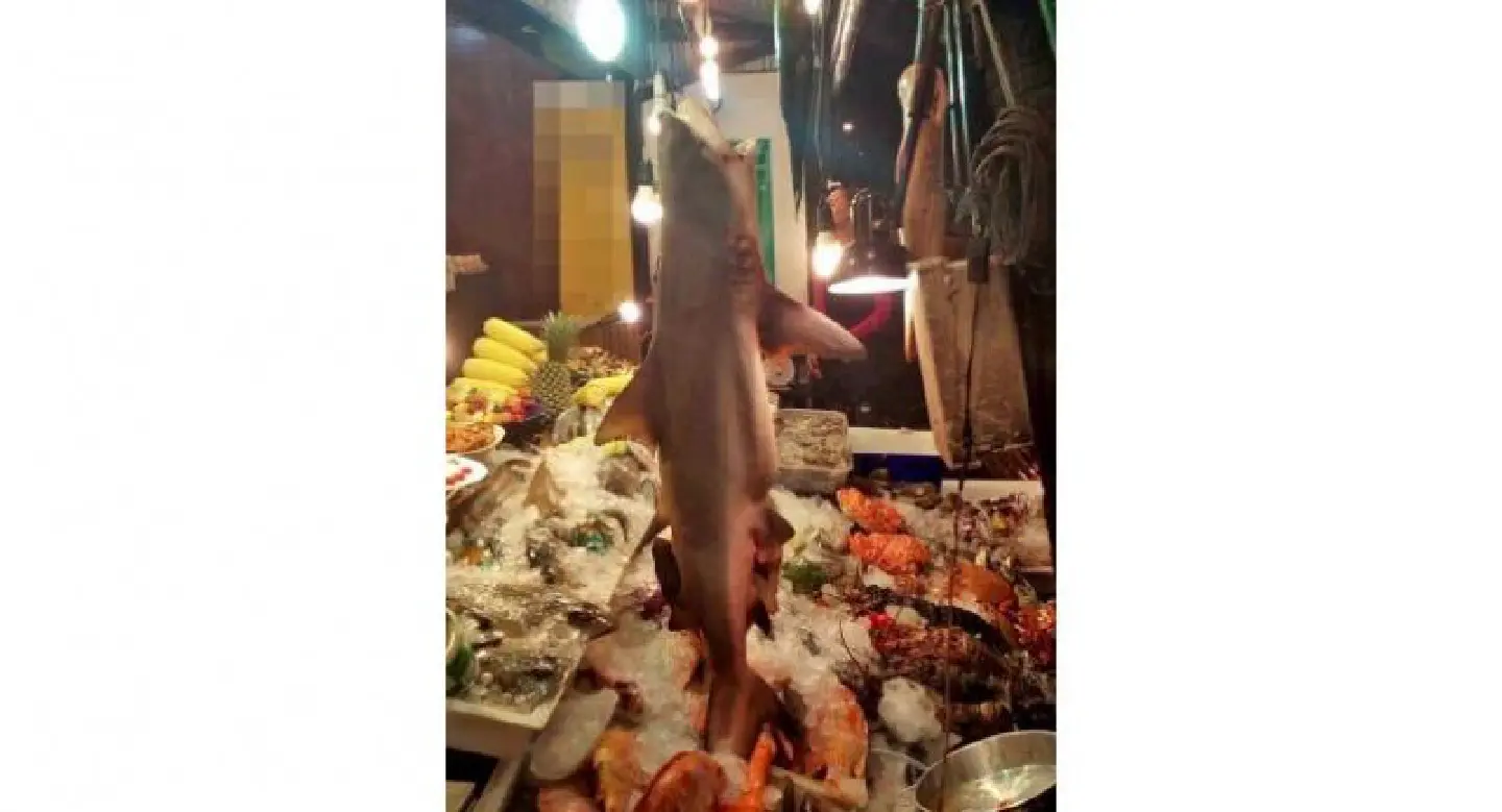Check for protected shark meat in Karon restaurant Check for protected shark meat in Karon restaurant