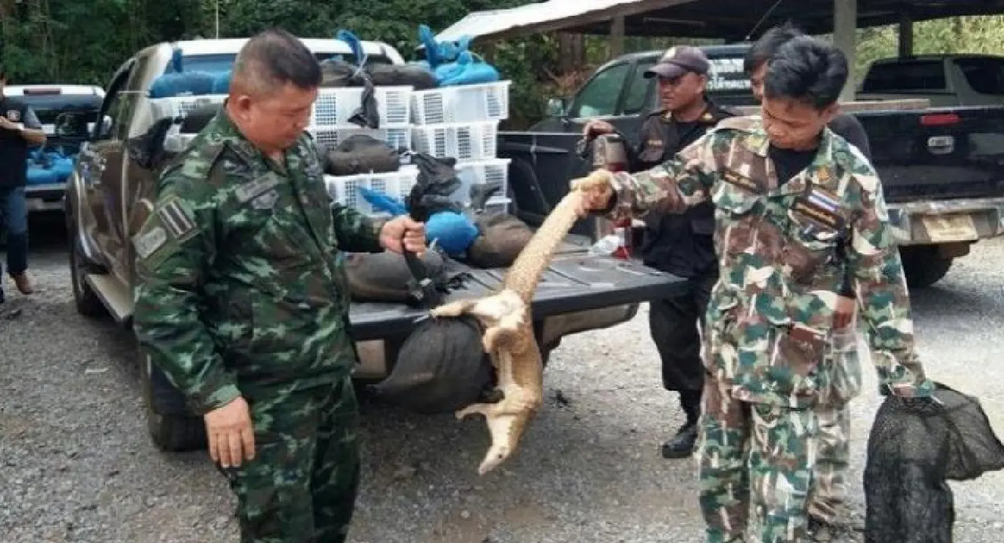 Two arrested for trying to smuggle 105 pangolins into Laos Two arrested for trying to smuggle 105 pangolins into Laos