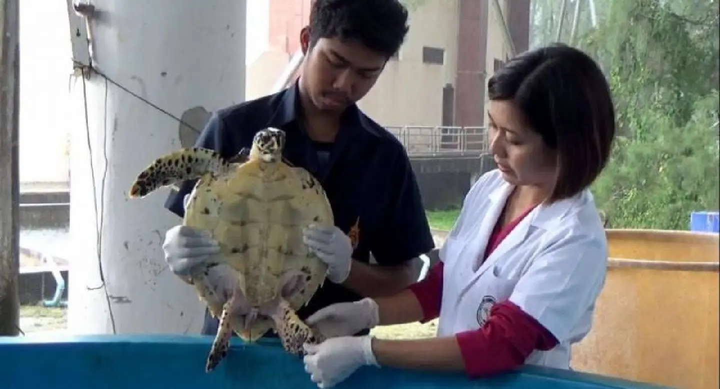 Hawksbill sea turtle survives surgery, may return to sea