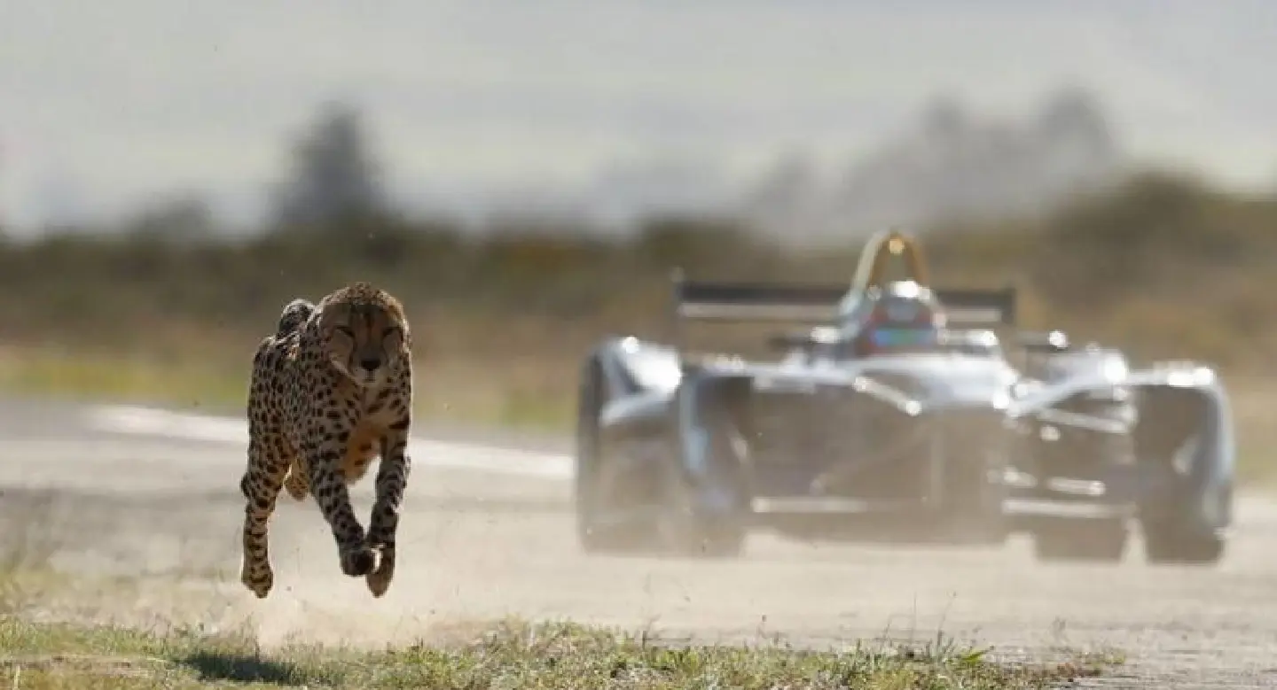 Formula E Car vs Cheetah Formula E Car vs Cheetah
