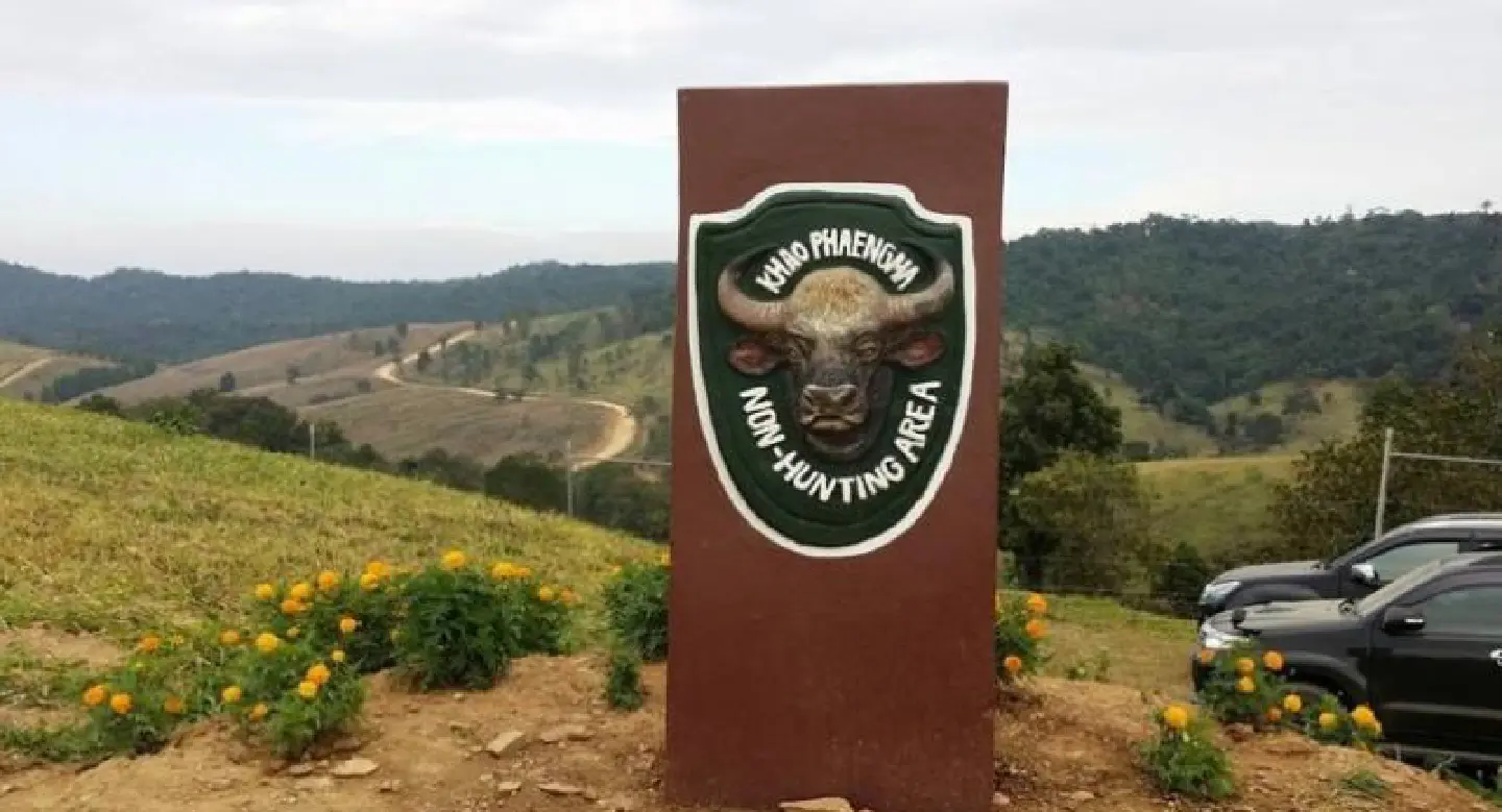 Officials to study feasibility of relocating Khao Phaeng Ma gaurs to nearby forest