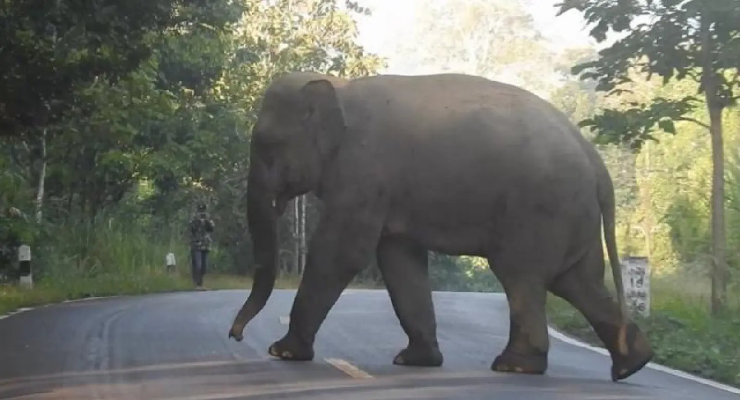 Kanchanaburi warning over ‘bully’ wild elephant Kanchanaburi warning over ‘bully’ wild elephant