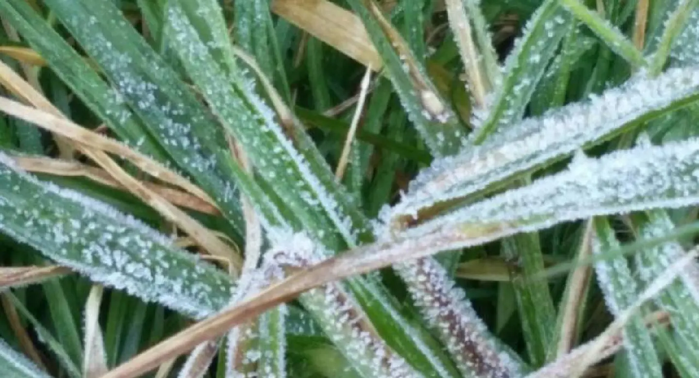 Frost drapes Doi Inthanon three consecutive mornings Frost drapes Doi Inthanon three consecutive mornings