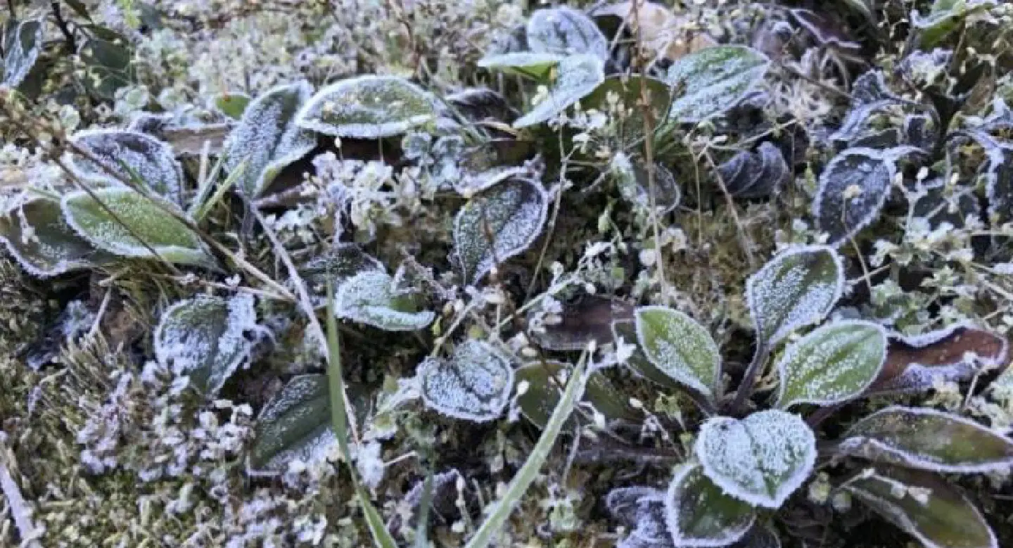 Doi Inthanon bridal show continues with veils of frost Doi Inthanon bridal show continues with veils of frost