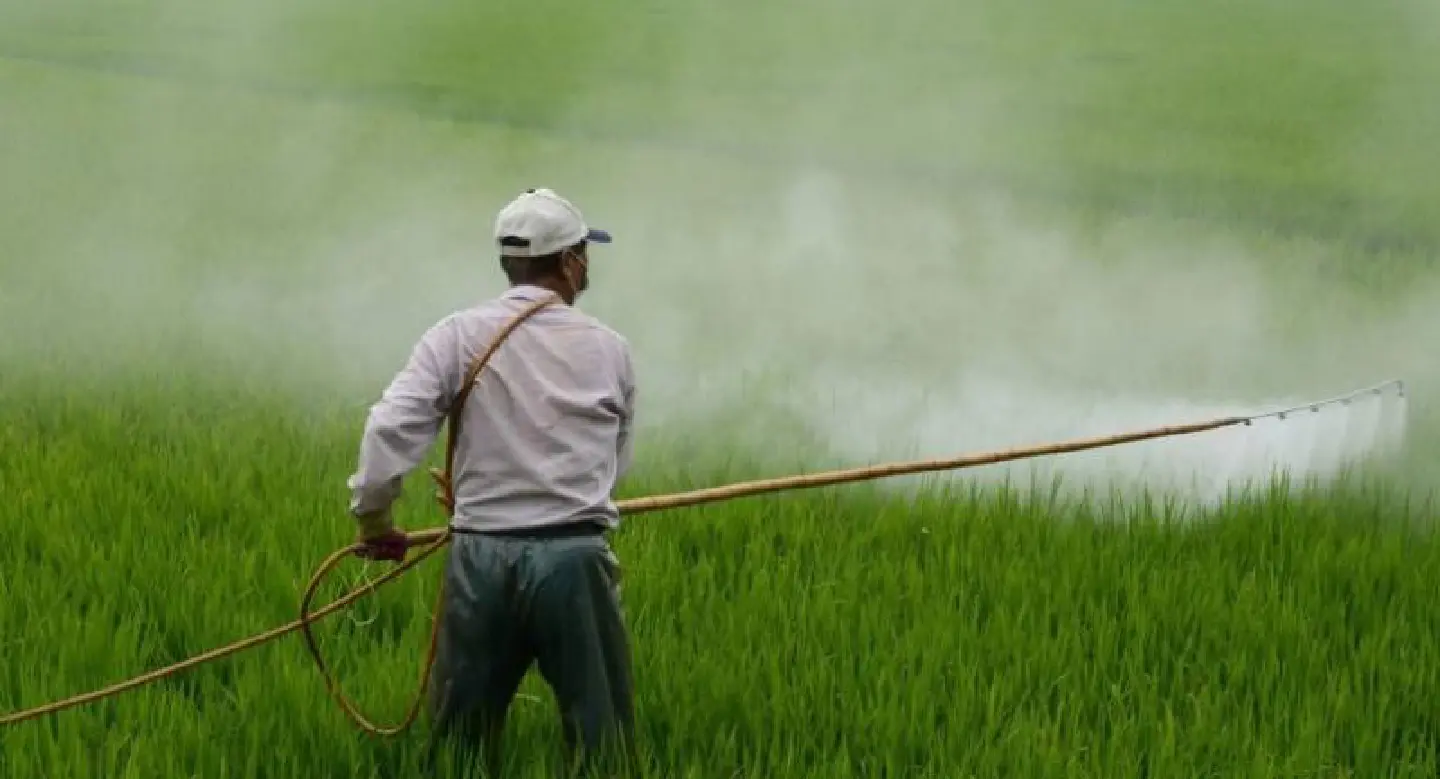Study finds high pesticide levels in local food