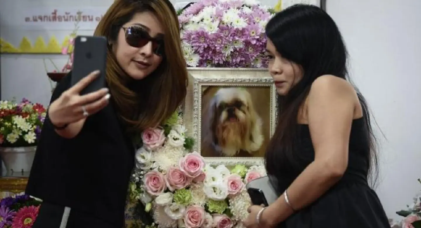 101 cremations: the rise of Bangkok's Buddhist pet funerals 101 cremations: the rise of Bangkok's Buddhist pet funerals