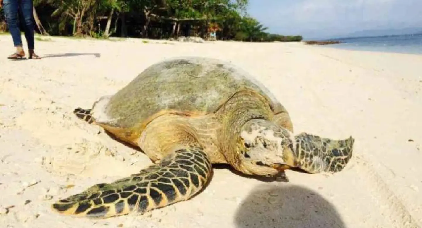 Top wildlife official raises alarm after four-year absence of leatherback turtles at Thai nesting b Top wildlife official raises alarm after four-year absence of leatherback turtles at Thai nesting b