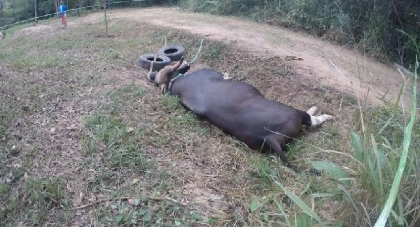 Gaur hit by truck in Nakhon Ratchasima dies from its injuries