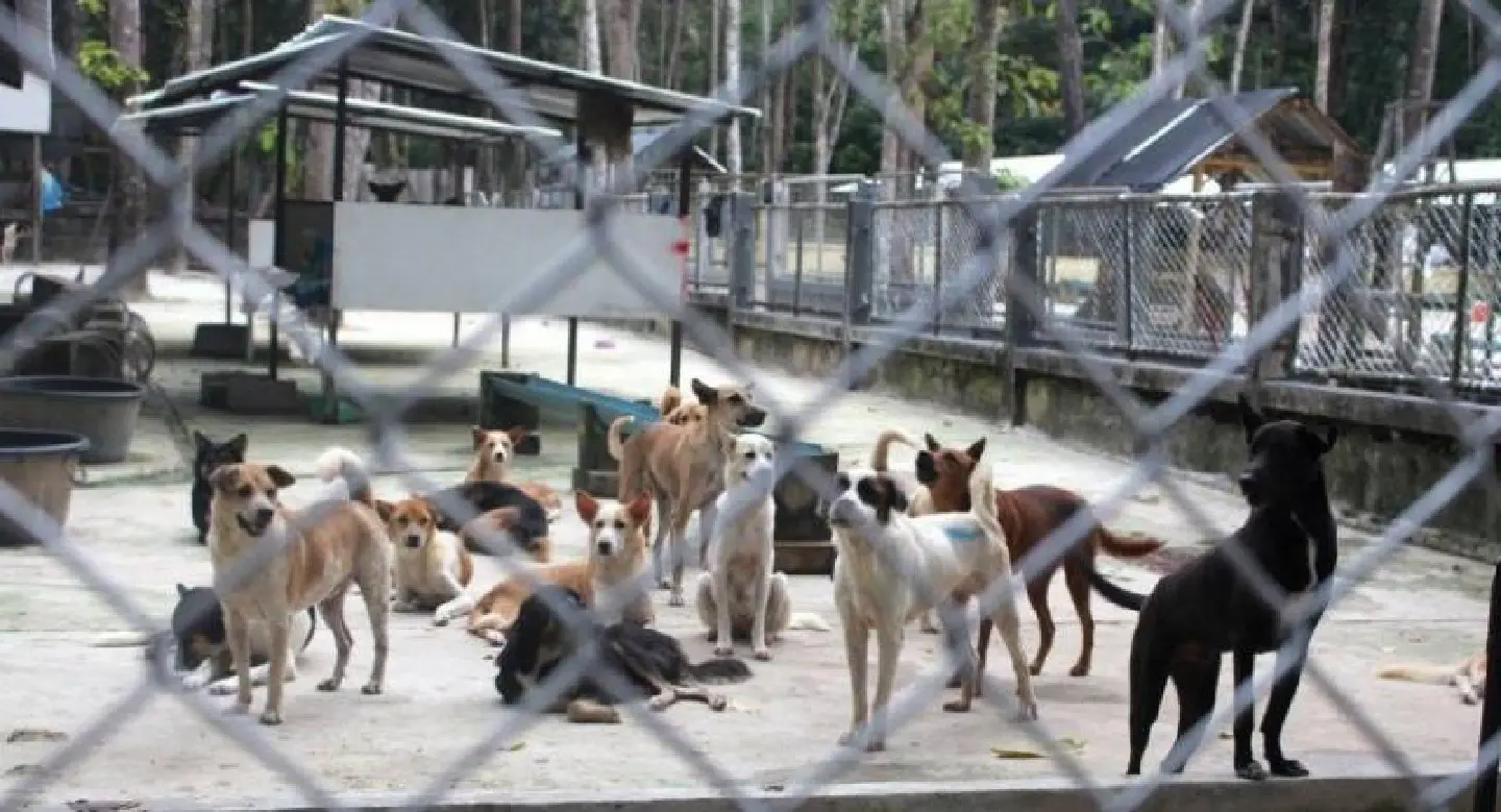 Phuket governor checks on dog shelter progress Phuket governor checks on dog shelter progress
