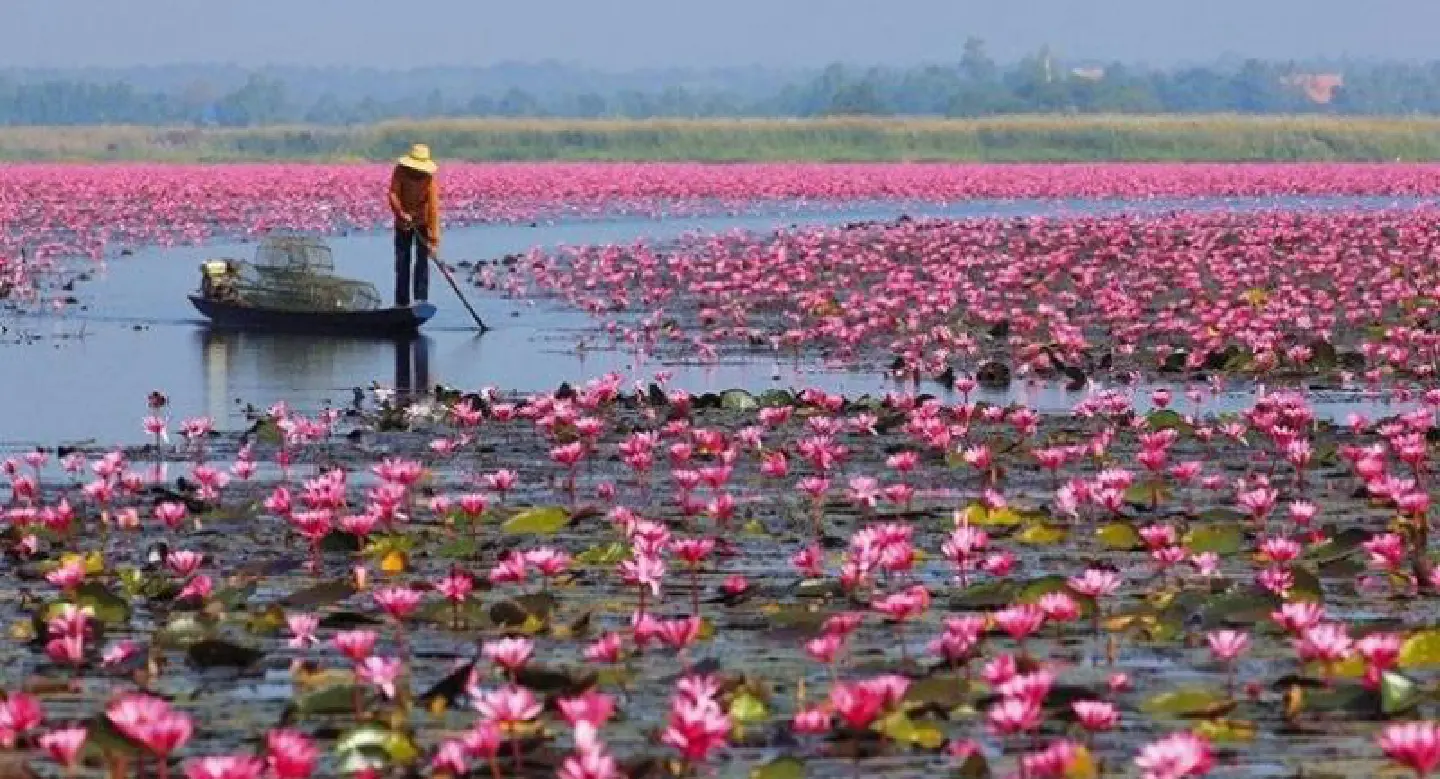 Be amazed by Udon Thani’s ‘sea of red lotuses’
