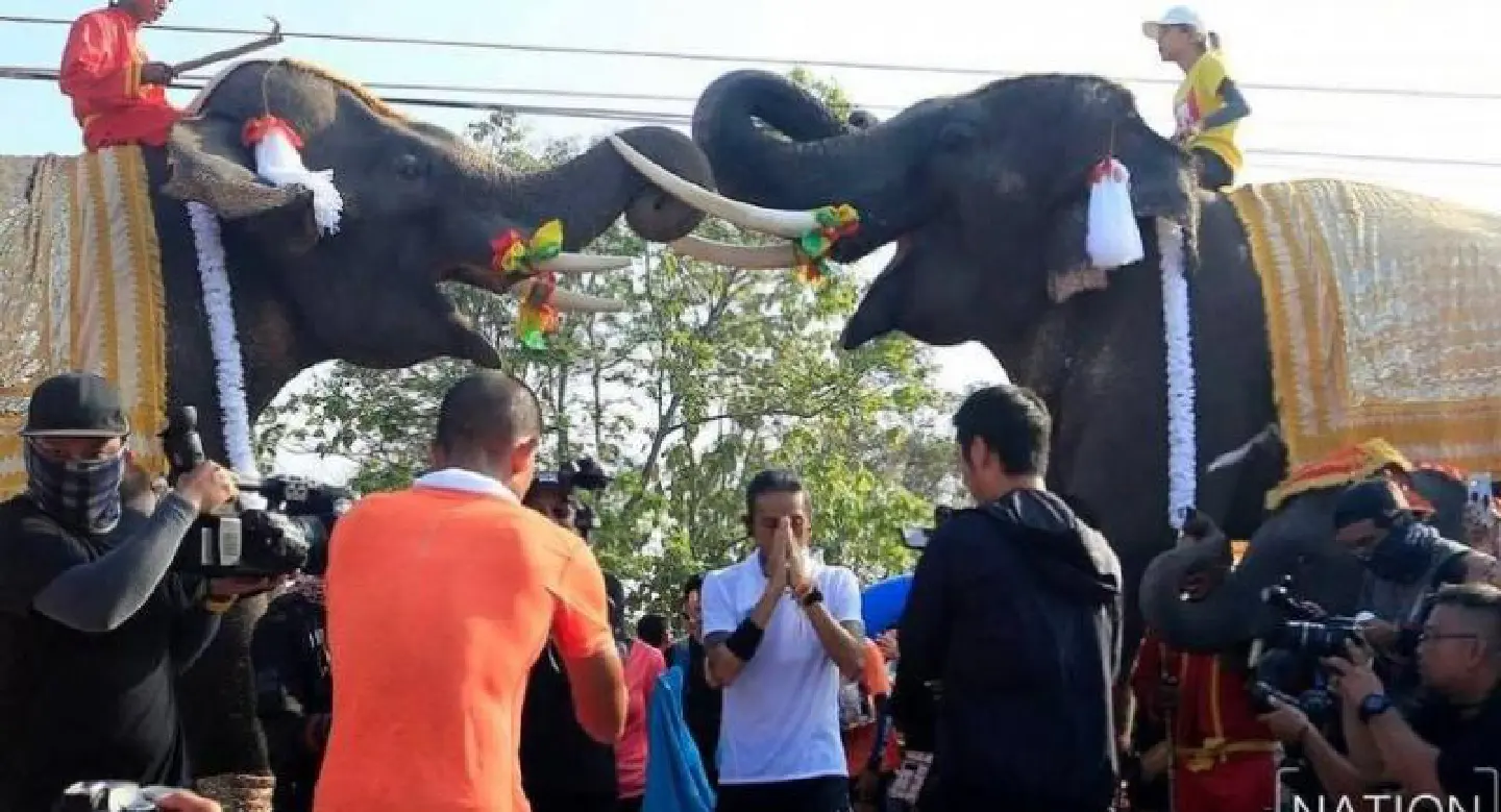 Toon does the elephant walk in Ayutthaya Toon does the elephant walk in Ayutthaya