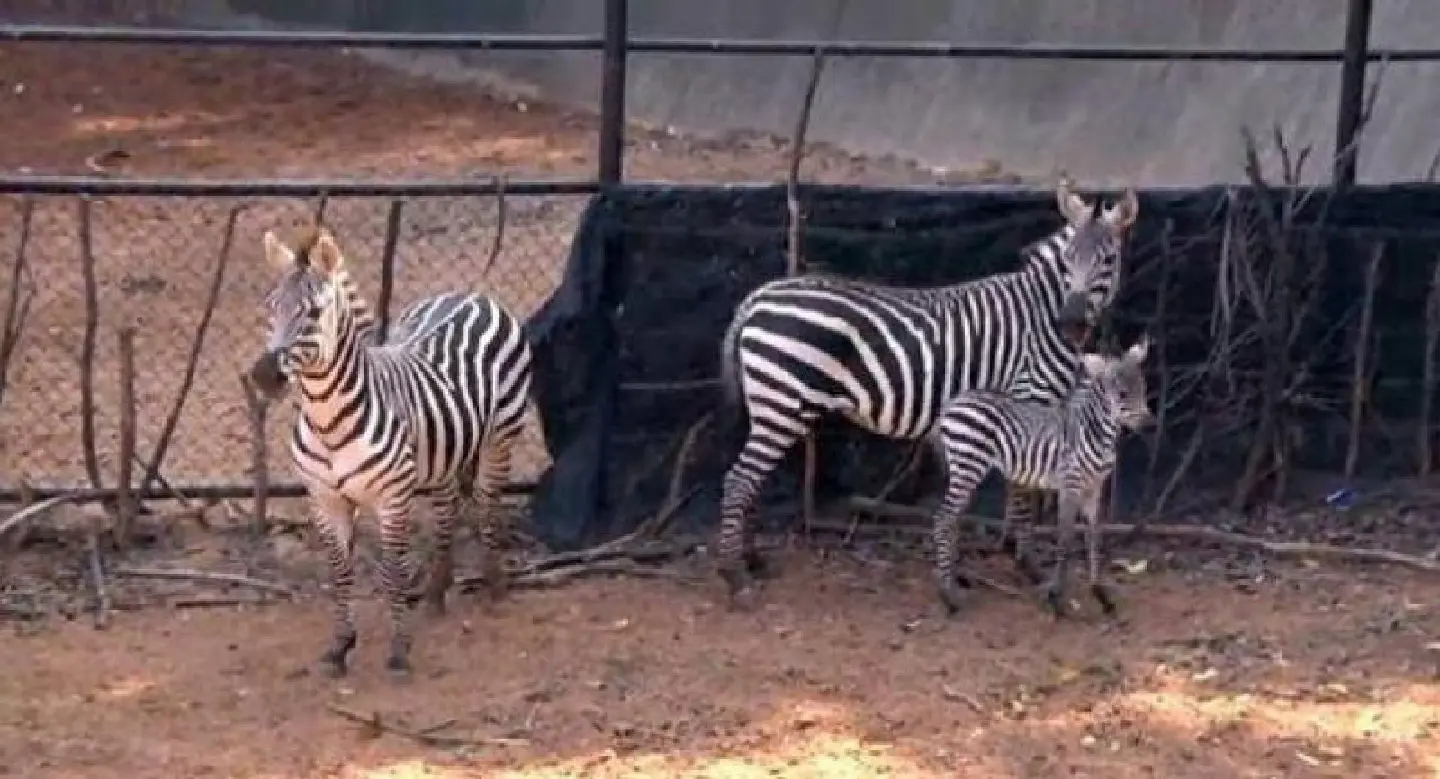 New zebra foal born at Nakhon Ratchasima Zoo