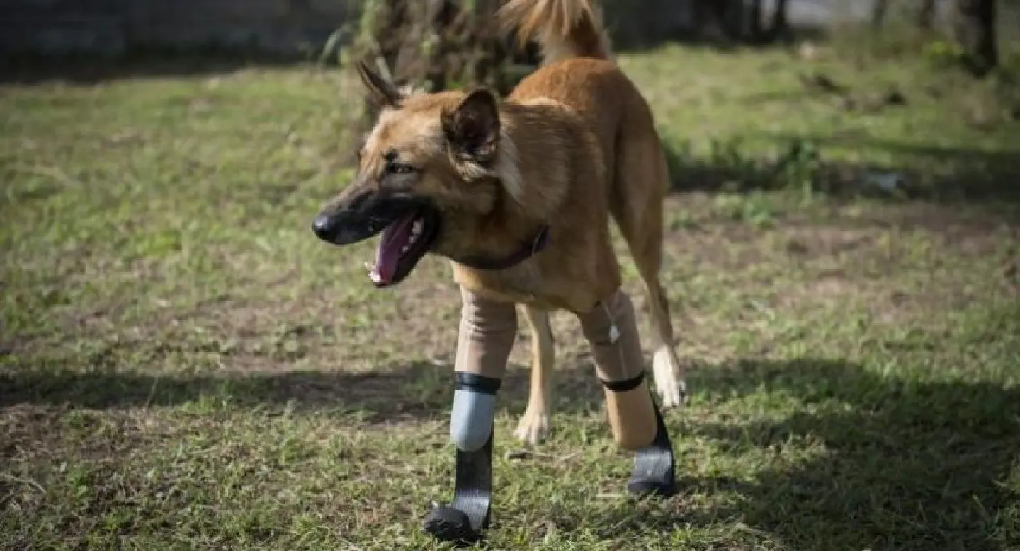 'Blade runner' legs give maimed Thai dog new lease on life 'Blade runner' legs give maimed Thai dog new lease on life