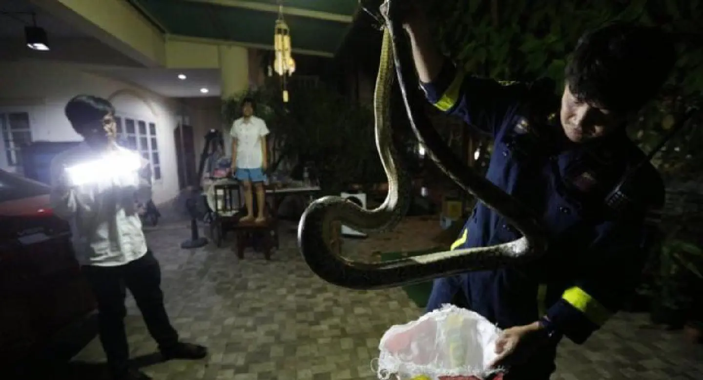 Bangkok firemen remove snakes Bangkok firemen remove snakes
