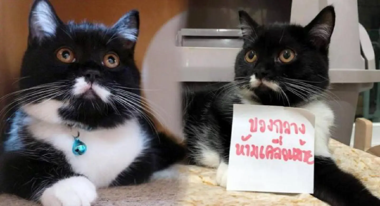 Facebook feline feud is far from a black-and-white issue Facebook feline feud is far from a black-and-white issue